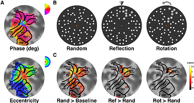 The role of task on the human brain's responses to, and representation of, visual regularity defined by reflection and rotation