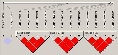 Genome-Wide Linkage Disequilibrium, Haplotype Block Structure, and Population Diversity in Nili-Ravi Buffalo (Bubalus bubalis)
