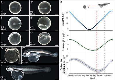 Projected warming disrupts embryonic development and hatch timing in Antarctic fish