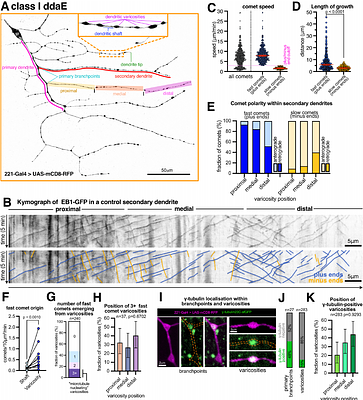 Dendritic varicosities revealed as important micro-tubule organisers in neurons