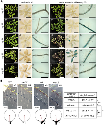 NADP-malic enzyme 1 couples ABA signaling to ROS-auxin patterning to restrict Arabidopsis root growth