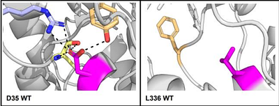 Design to Data for mutants of β-glucosidase B from Paenibacillus polymyxa: L336M, L336A, L336S, L336H, D35E, D35W