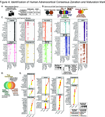 Organoid-like Functional Adrenal Gland Cortex Derived From Human Pluripotent Stem Cells