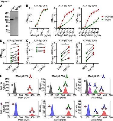 Enhanced recognition of topoisomerase 1 upon DNA binding by a subset of anti-topoisomerase 1 autoantibodies in systemic sclerosis