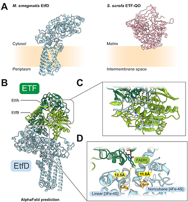 Mycobacterial EtfD contains an unusual linear  cluster and enables β-oxidation to drive proton pumping by the electron transport chain
