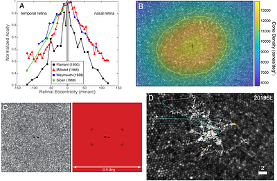 The Optimal Retinal Locus for High-Resolution Vision in Space and Time