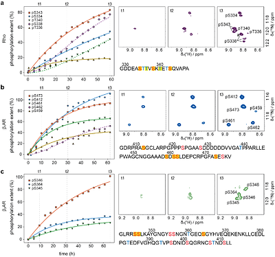 GRKs phosphorylate GPCR C-terminal peptides in a hierarchical manner