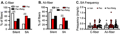 Peripheral sensory terminal degeneration is linked to sensory fiber hyperexcitability in paclitaxel-induced peripheral neuropathy