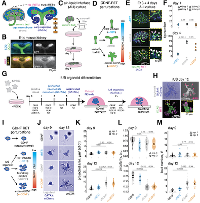 Synthetic budding morphogenesis by optogenetic receptor tyrosine kinase signaling