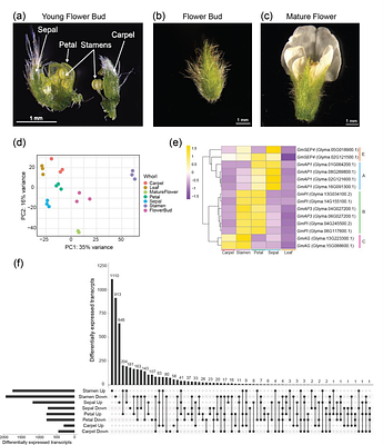 Redesigning petal shape, size, and color in soybean reveals unexpected phenotypes for floral organ development