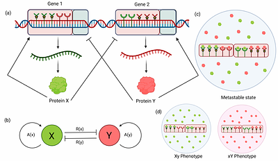 A Unified Control of Cellular Differentiation: From Temporal Multistability to Spatial Pattern Formation in Gene Regulatory Networks