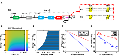 Integrating Recombinase-Based Feedback and Feedforward Control for Optimal Resource Decoupling