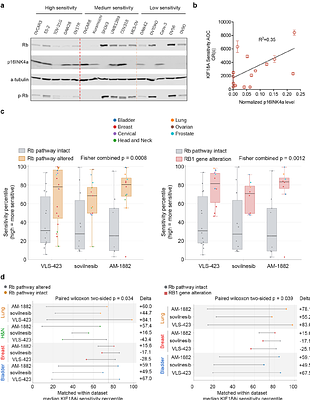KIF18A Inhibition as a Therapeutic Strategy in Cancers with Rb Pathway Inactivation