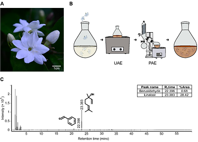 The effects of Arabian jasmine on zebrafish behavior depends on strain, sex, and personality
