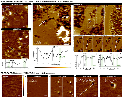 A Membrane-Disruptive Action of VBIT-4 Challenges Its Role as a Widely Used VDAC Oligomerization Inhibitor