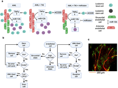 Overcoming treatment resistance mediated by the bone marrow vascular niche in acute myeloid leukemia