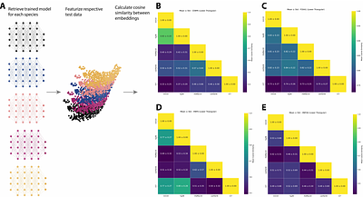 Frustratingly easy domain adaptation for cross-speciestranscription factor binding prediction