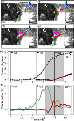 Combining behavior and mechanics approaches reveals the dynamics of animal impacts in mantis shrimp (Stomatopoda)
