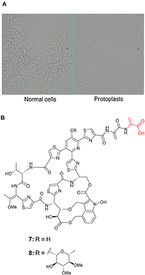 Hierarchical Cytochrome P450 Oxidations Program Persiathiacin Assembly