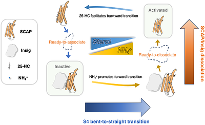 Ammonia-mediated Conformational Dynamics in SCAP for SREBP Activation