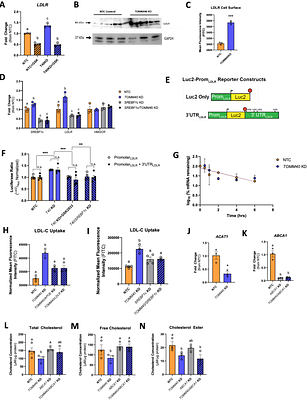TOMM40 regulates hepatocellular and plasma lipid metabolism via an LXR-dependent pathway