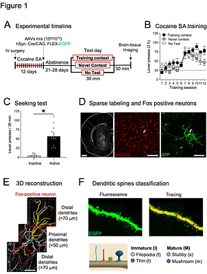 Unique mushroom spine morphology signature in cocaine relapse ensembles in rat nucleus accumbens core