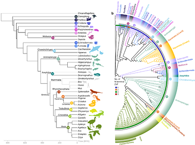 Lineage-Specific Evolution, Structural Diversity, and Activity of R2 Retrotransposons in Animals