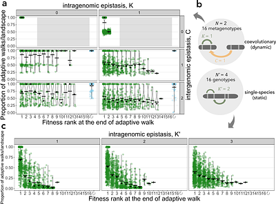 Repeatability of adaptation in interacting species