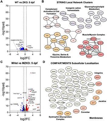 Impact of maternal compensation on developmental phenotypes in a zebrafish model of severe congenital muscular dystrophy