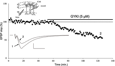 NMDA receptor-dependent presynaptic homeostatic plasticity?