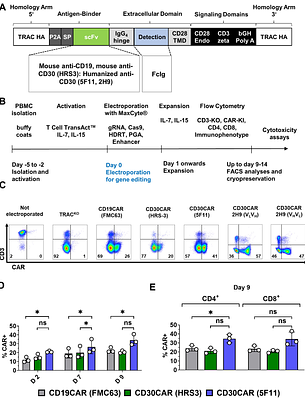 Next-generation all-in-one CRISPR/Cas9 multiply-edited CD30CAR-T cells:Potency despite risk of translocations