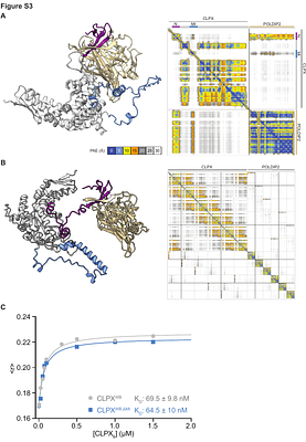 A mitochondrial insertion directs substrate selection and engagement by ClpX