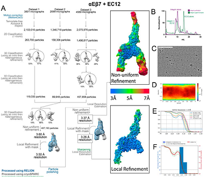 Evolutionary origin and structural ligand mimicry by the inserted domain of alpha-integrin proteins