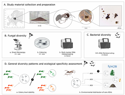Whole forest in a pouch? Methods converge in uncovering wood ants fungal and bacterial microbiota