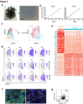 Engraftment and injury repair in regionally conditioned rat lung in vivo by lung progenitors derived from human pluripotent stem cells.