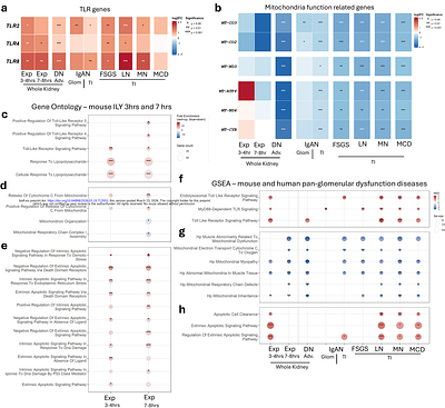 Rapid Podocyte ablation Causes Acute Renal Tubule Cell Necrosis and Interstitial Fibrosis
