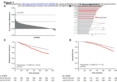 Identification and Characterization of PLUTO-201, a Novel Long Non-Coding RNA Associated with Poor Outcomes in Prostate Cancer