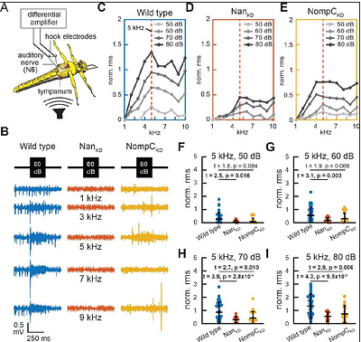 Discrete depolarisations of chordotonal organ neurons propagate toward the soma and are independent of the sensory TRP channels NompC and Nanchung-Inactive.