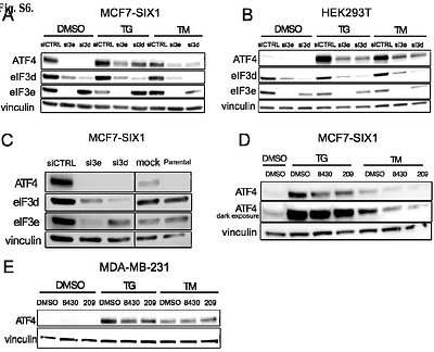 eIF3d and eIF3e mediate selective translational control of hypoxia that can be inhibited by novel small molecules