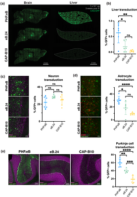 Structural basis of liver de-targeting and neuronal tropism of CNS-targeted AAV capsids