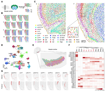 Spatially resolved cellular and circuit architecture of the insular cortex controlling different dimensions of pain