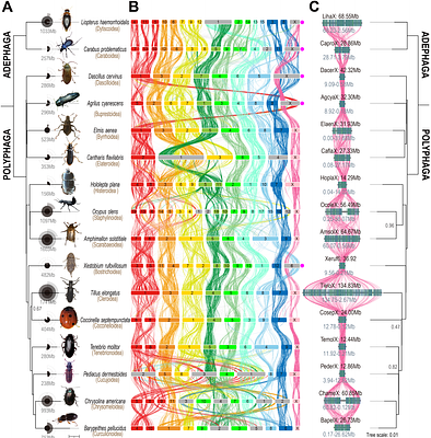Evolutionary dynamics of sex chromosomes and candidate sex-determining genes across the beetle phylogeny