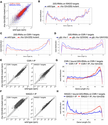 RNA Helicase A promotes small RNA biogenesis and sorting in germ cells