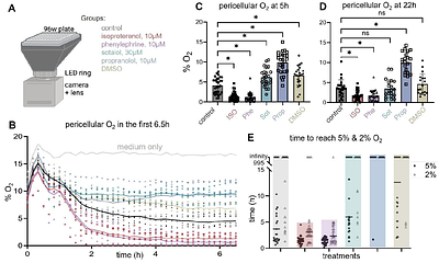 Response of human iPSC-cardiomyocytes to adrenergic drugs assessed by high-throughput pericellular oxygen measurements