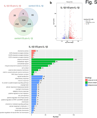 Pro-IL-1β activates NF-κB independently of maturation