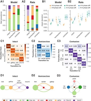 Reorganization of spinal neural connectivity following recovery after thoracic spinal cord injury: insights from computational modelling