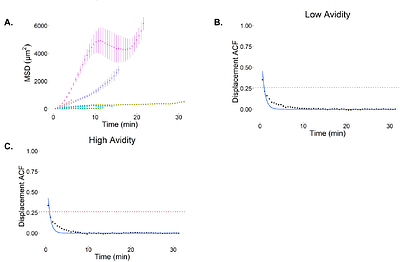 A systematic approach to analyze T cell migration: application to mouse melanoma tumors
