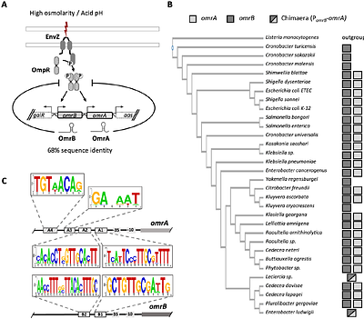 A novel peptide modulator of a two-component system revealed by the specific activation of a small RNA in Enterobacteriaceae