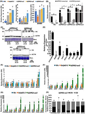 bZIP63 misregulation affects growth and target gene expression under short-day photoperiods