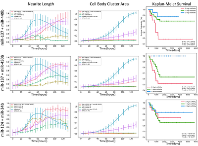 MicroRNA combinations function as synergistic network regulators of neuroblastoma differentiation